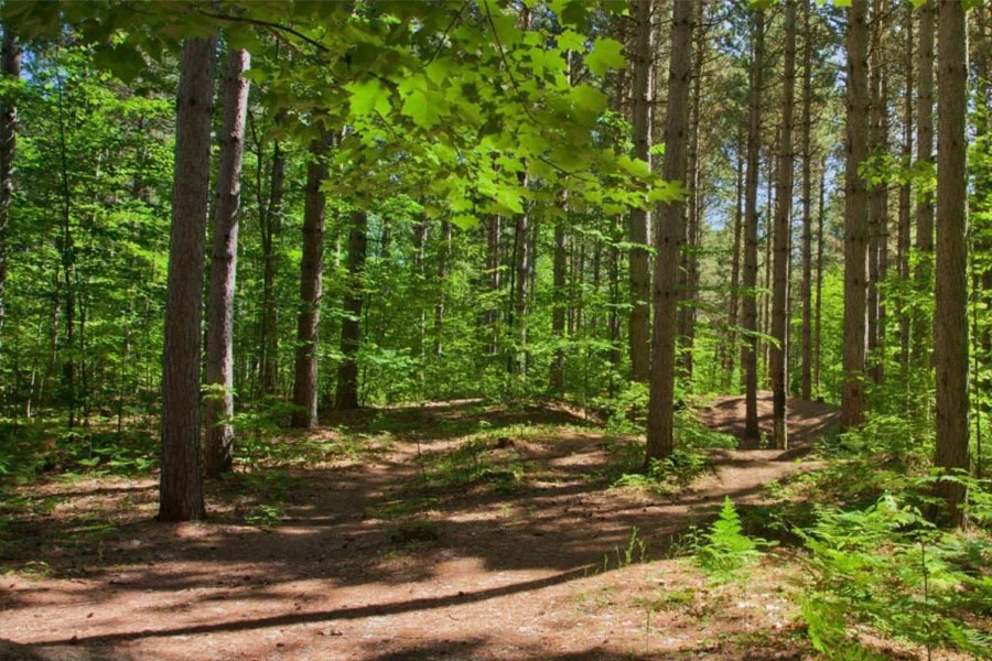 Pinhey Forest Trails Pinhey Forest